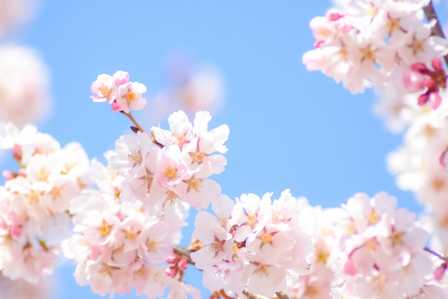 春になったらお花畑に出掛けよう スマホカメラでおしゃれに花を撮る方法