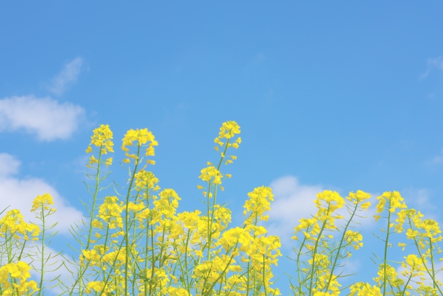 春になったらお花畑に出掛けよう スマホカメラでおしゃれに花を撮る方法