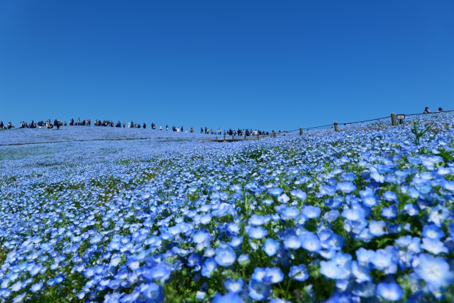 春になったらお花畑に出掛けよう スマホカメラでおしゃれに花を撮る方法